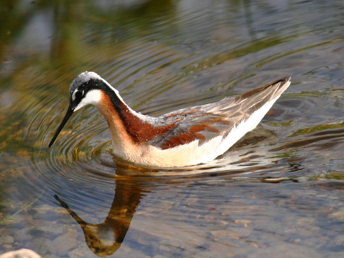 Wilsons Phalarope