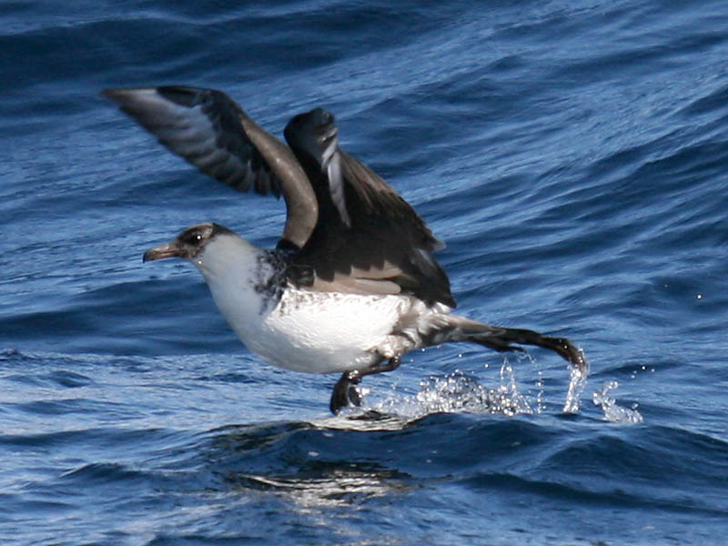 Pomarine Jaeger