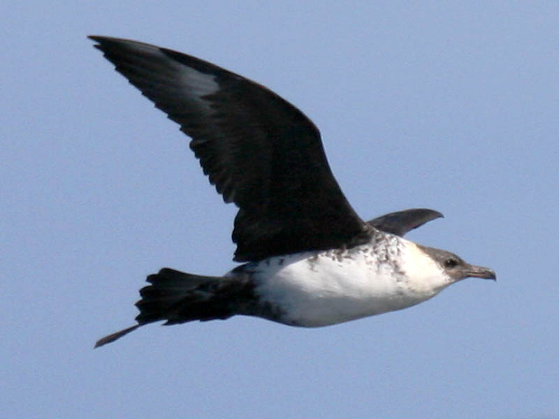 Pomarine Jaeger