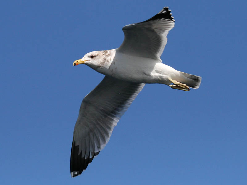 California Gull