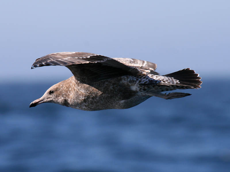 California Gull