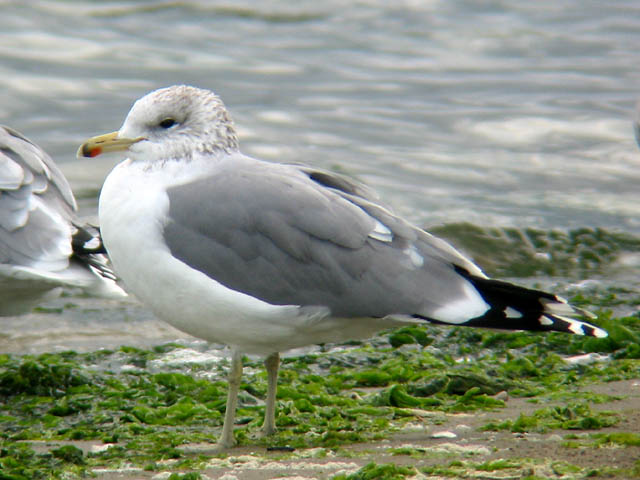 California Gull