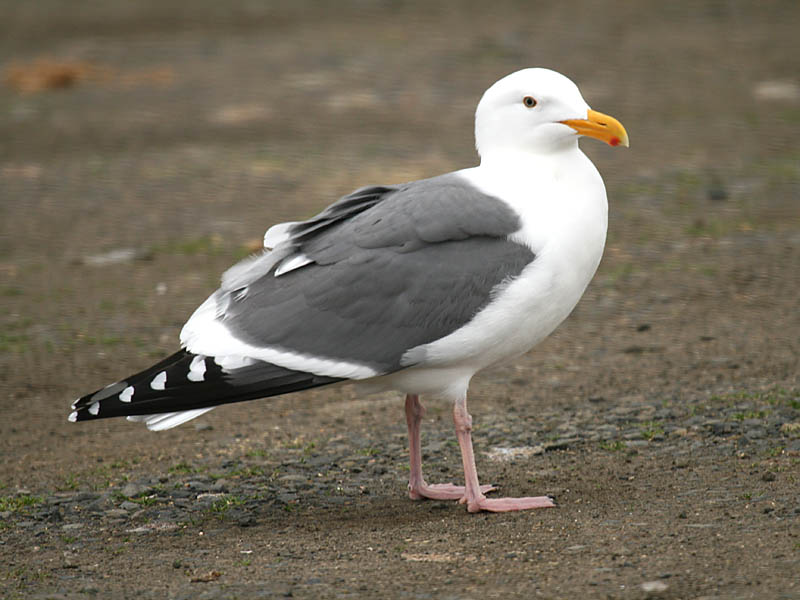 Western Gull