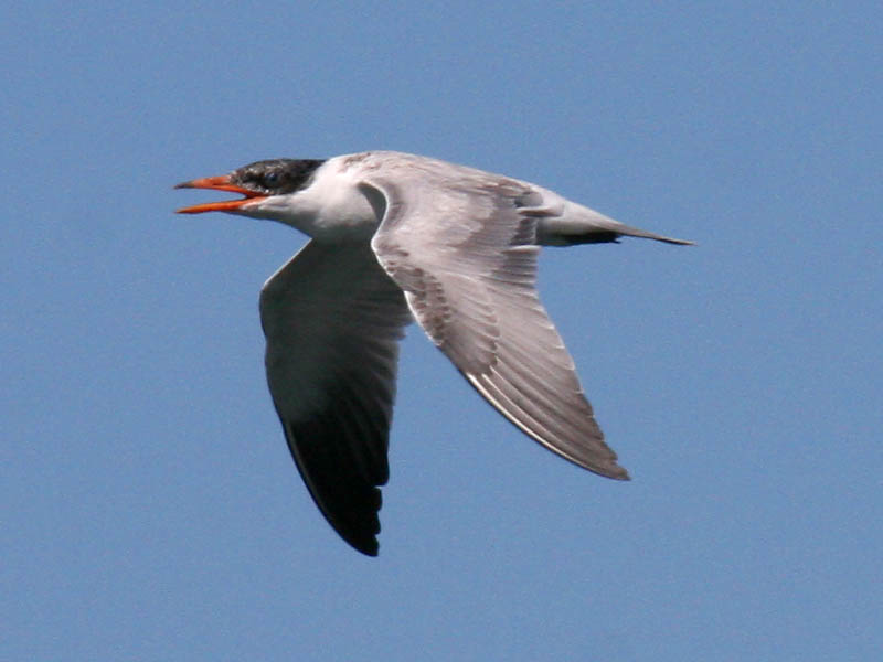 Caspian Tern