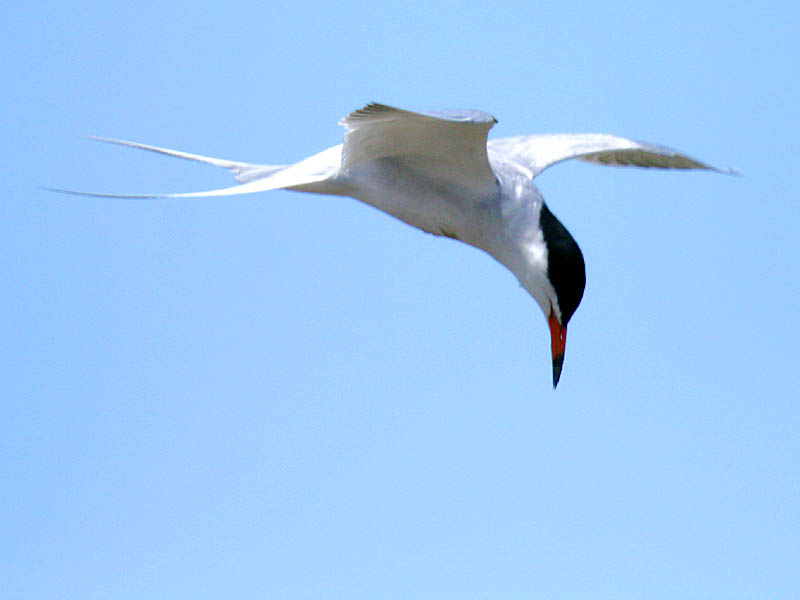 Forsters Tern