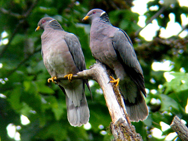 Band-tailed Pigeon