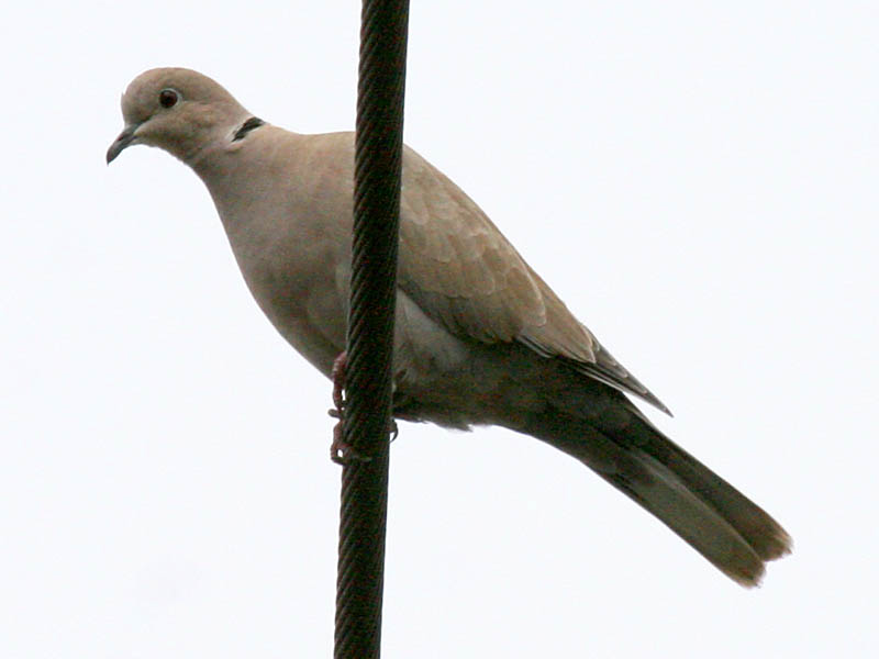 Eurasian Collared-Dove