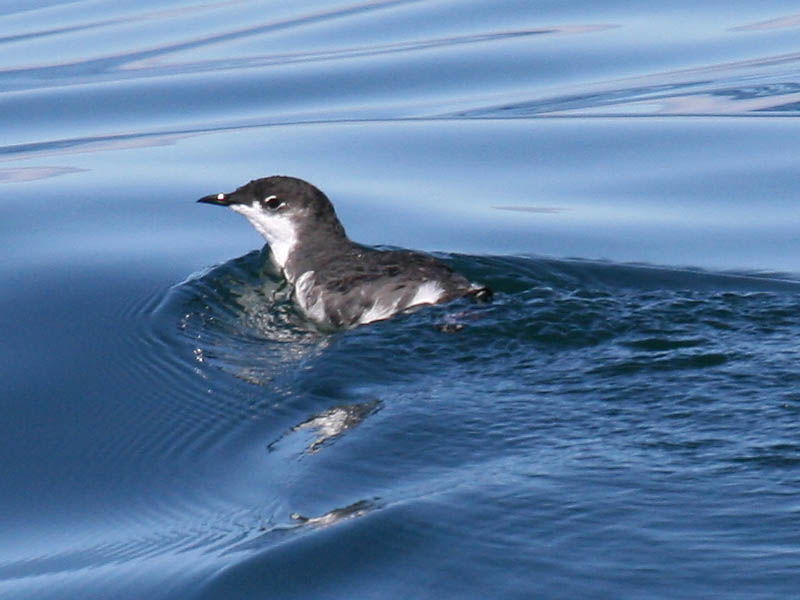 Scrippss Murrelet