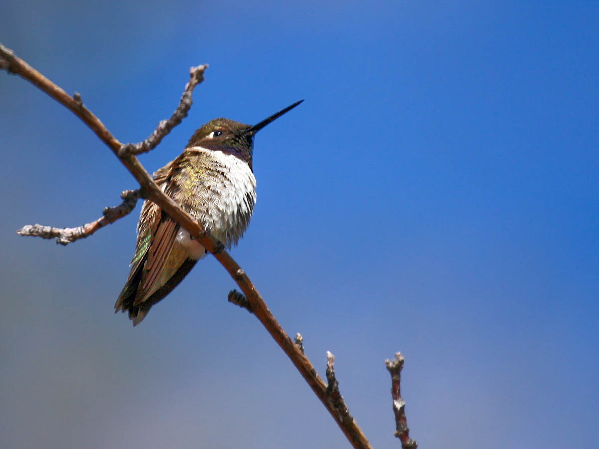 Black-chinned Hummingbird