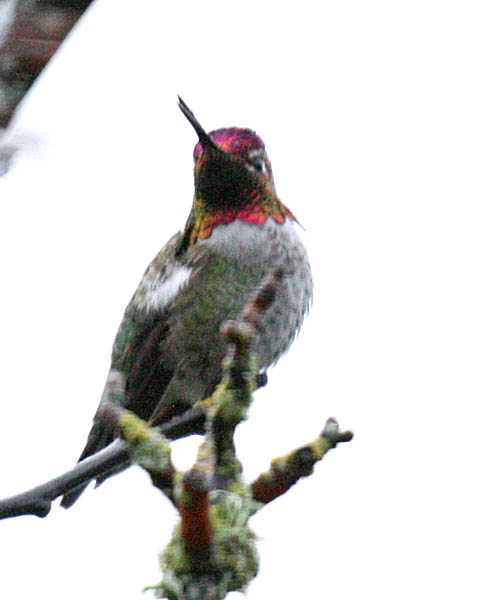 Annas Hummingbird