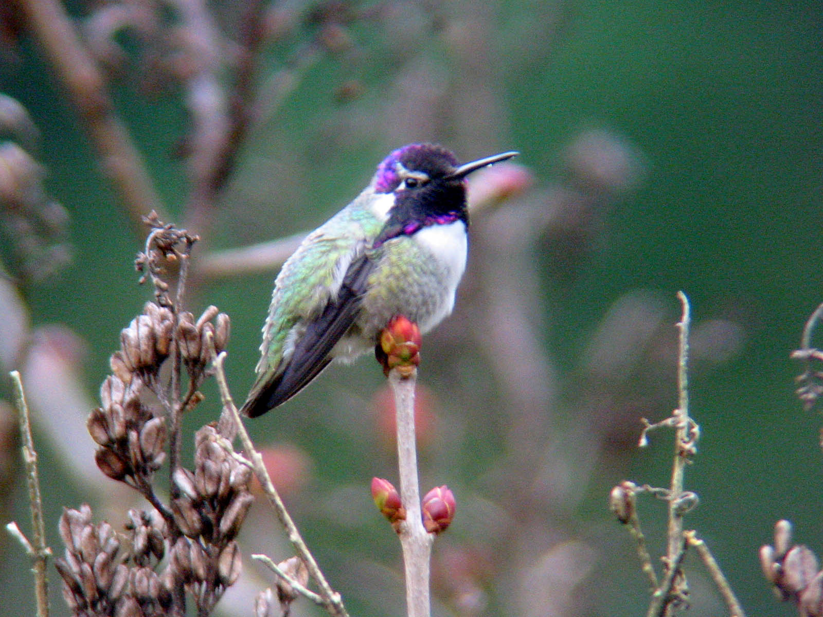Costas Hummingbird