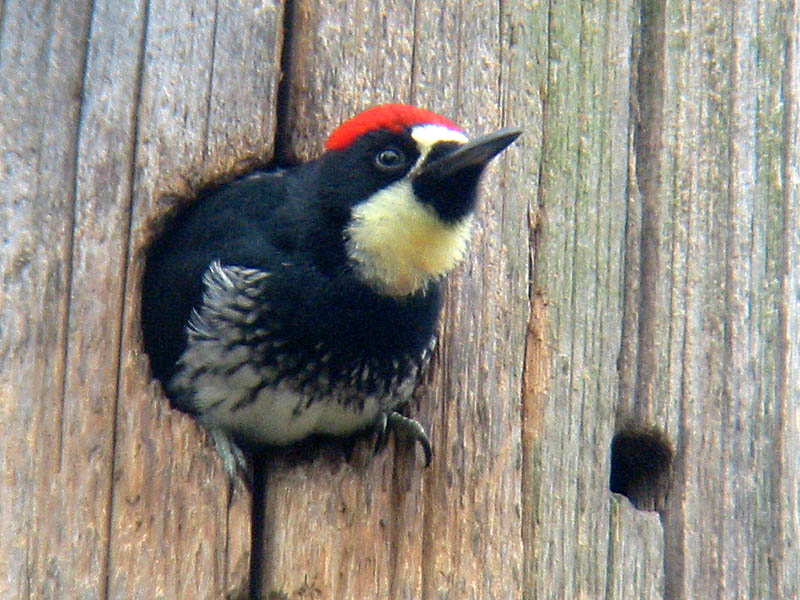 Acorn Woodpecker