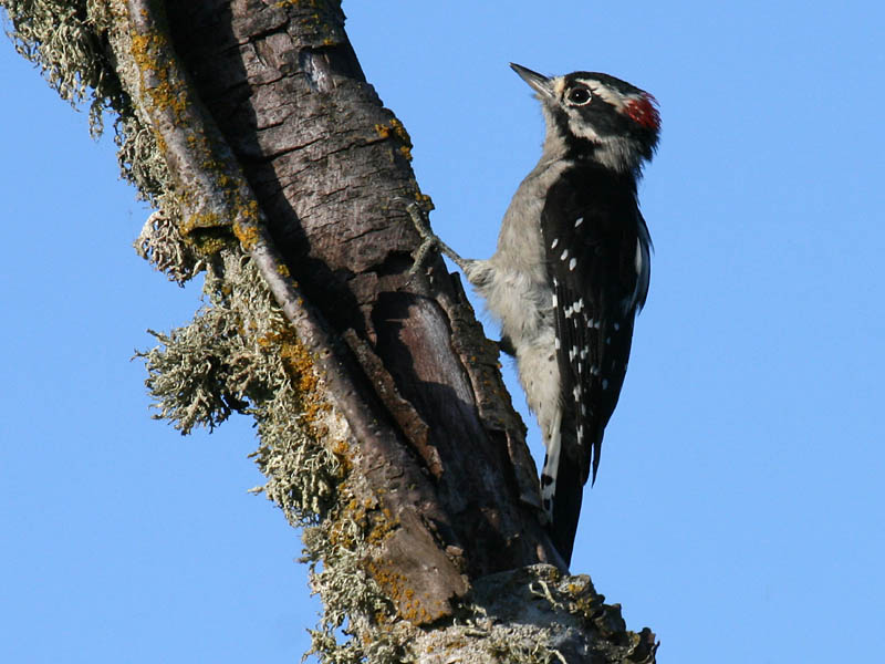 Downy Woodpecker