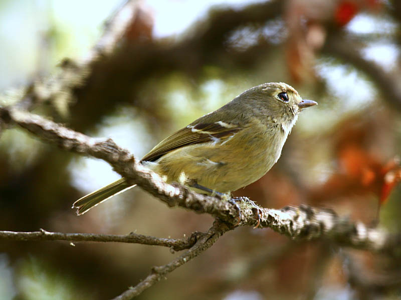 Huttons Vireo