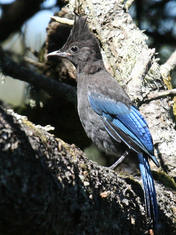 Stellers Jay