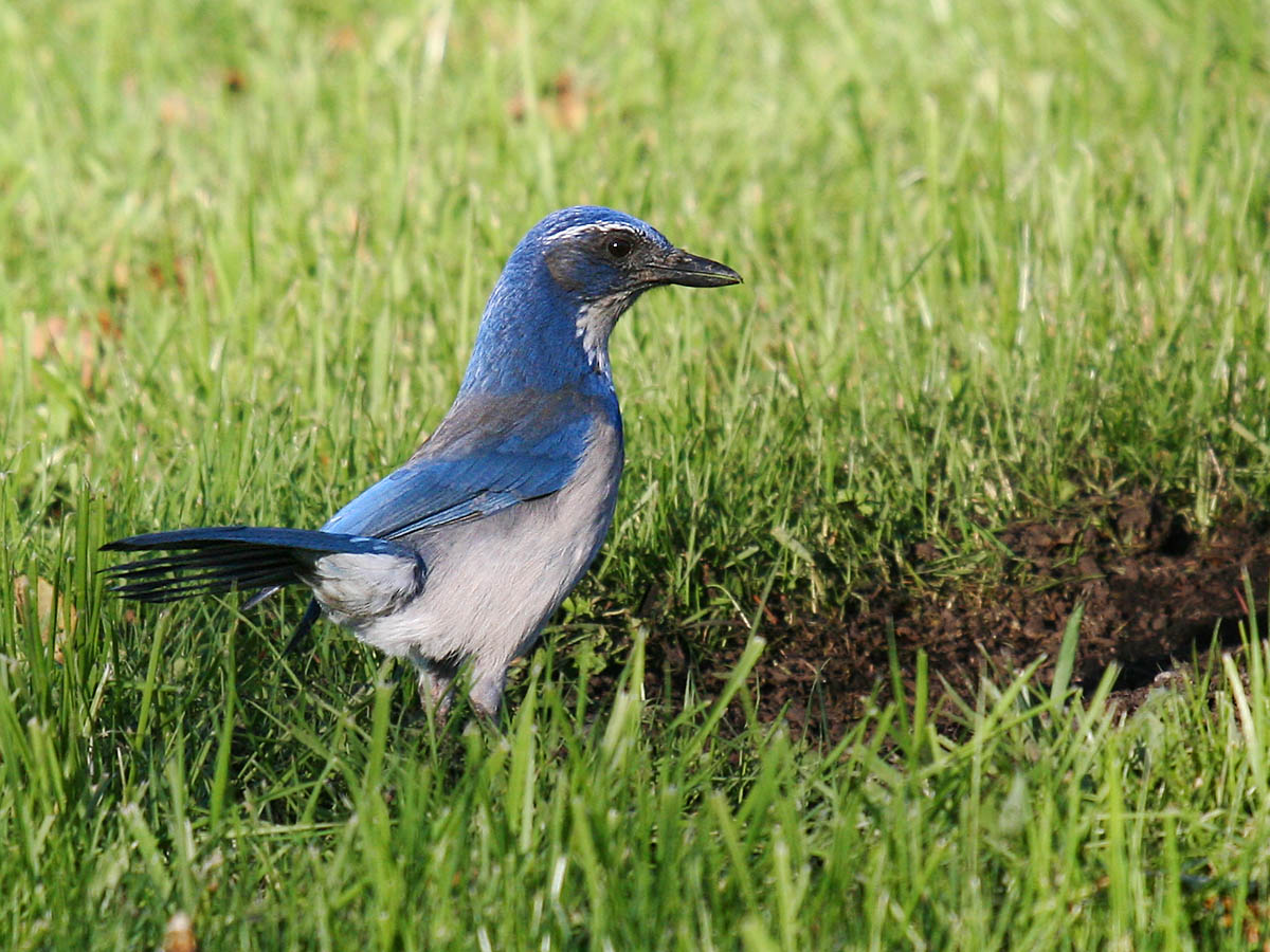 Western Scrub-Jay