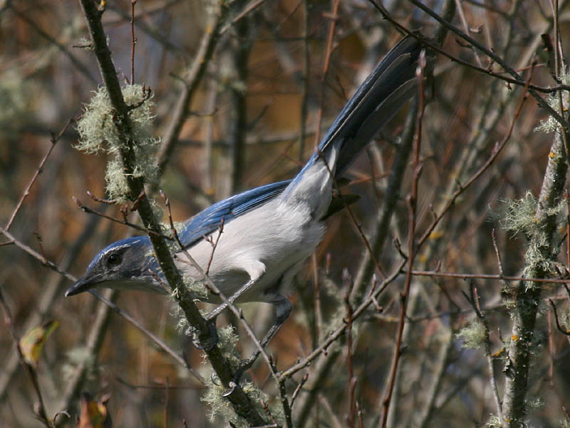 Western Scrub-Jay