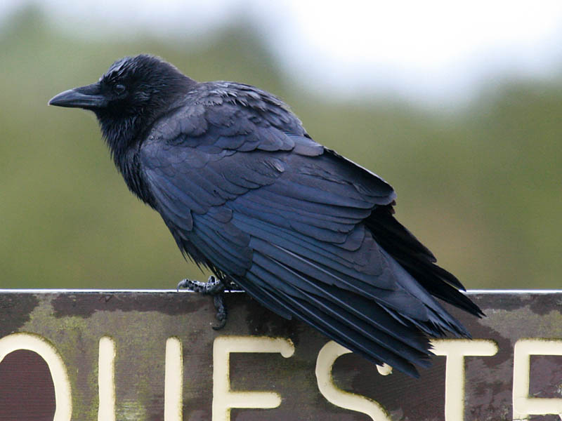 American Crow