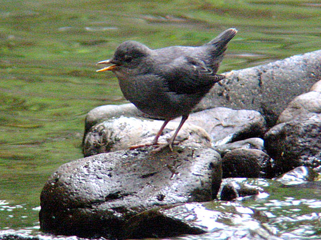 American Dipper