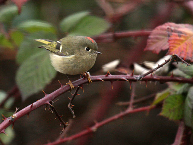 Ruby-crowned Kinglet