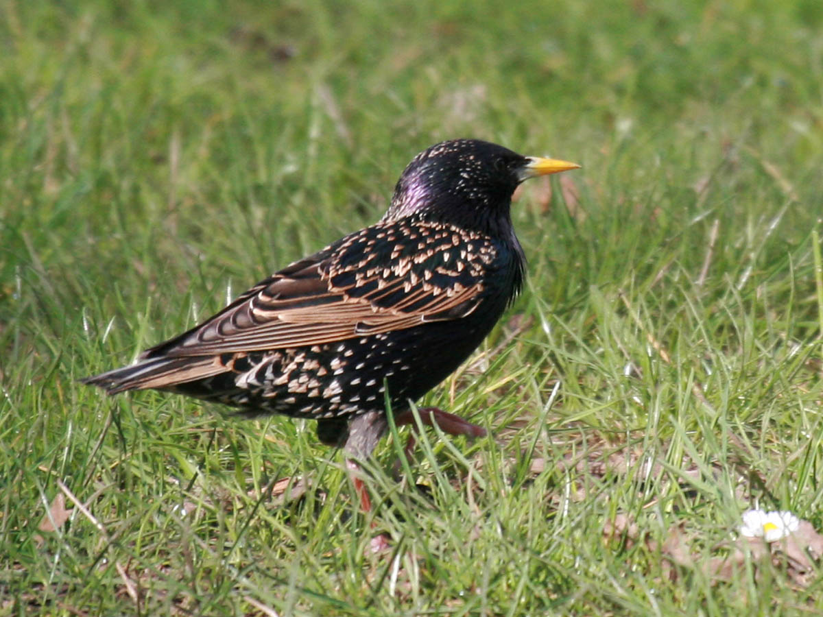 European Starling