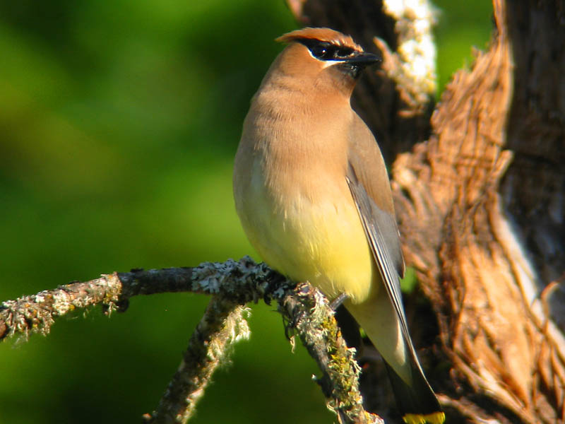 Cedar Waxwing