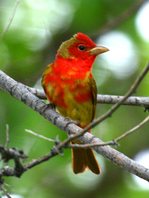 Summer Tanager