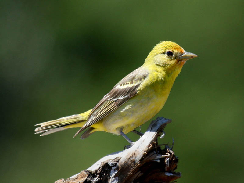 Желтая птица похожая на воробья. Отряд воробьиных желтогрудка. Желтая птица. Маленькая желтая птичка. Птица с зеленой грудкой.