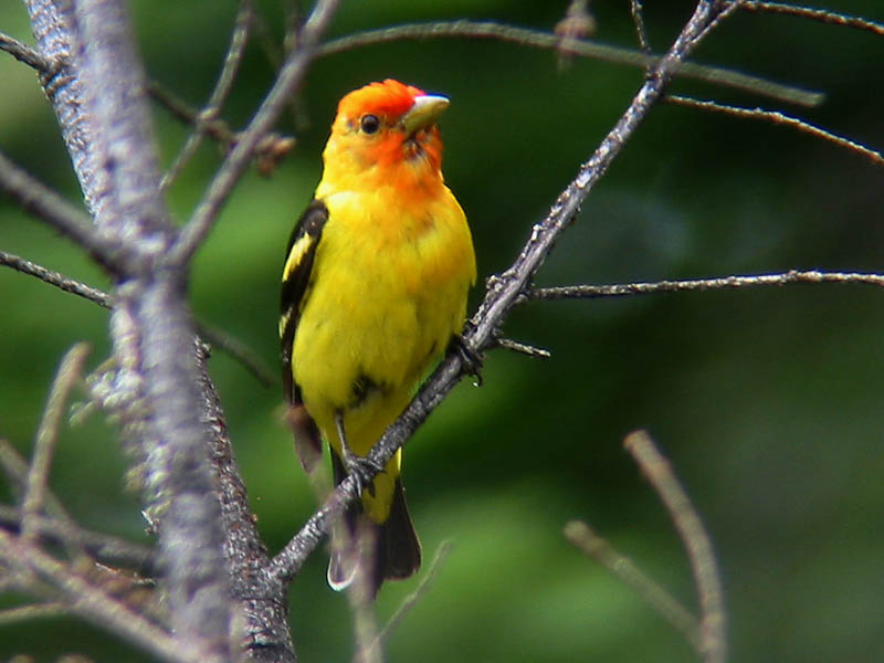 Western Tanager