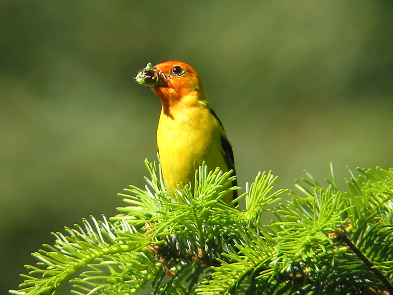 Western Tanager