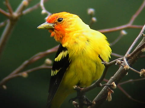 Western Tanager