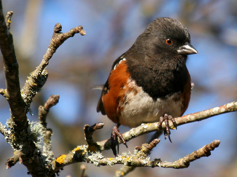 Spotted Towhee