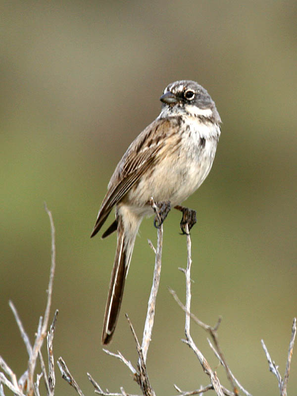 Sage Sparrow