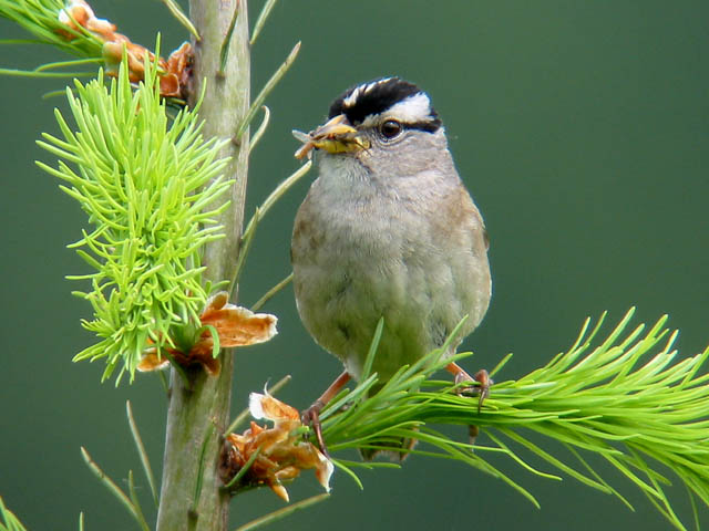 White-crowned Sparrow