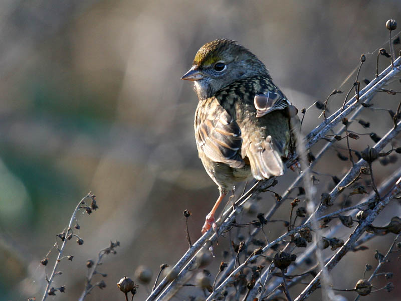 Golden-crowned Sparrow