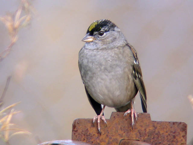 Golden-crowned Sparrow