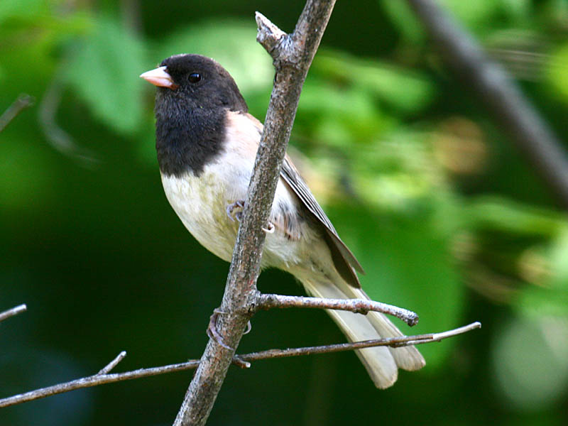 Dark-eyed Junco