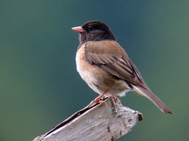 Dark-eyed Junco