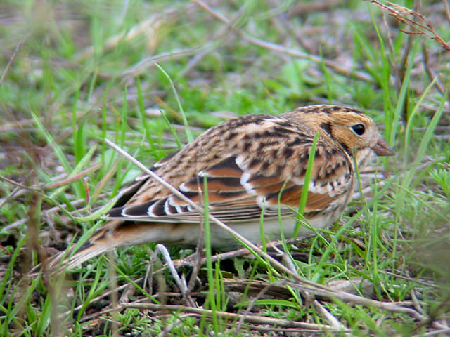 Lapland Longspur