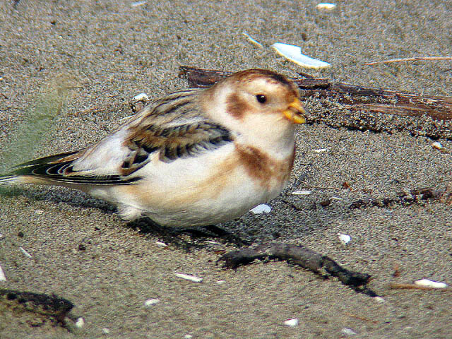 Snow Bunting