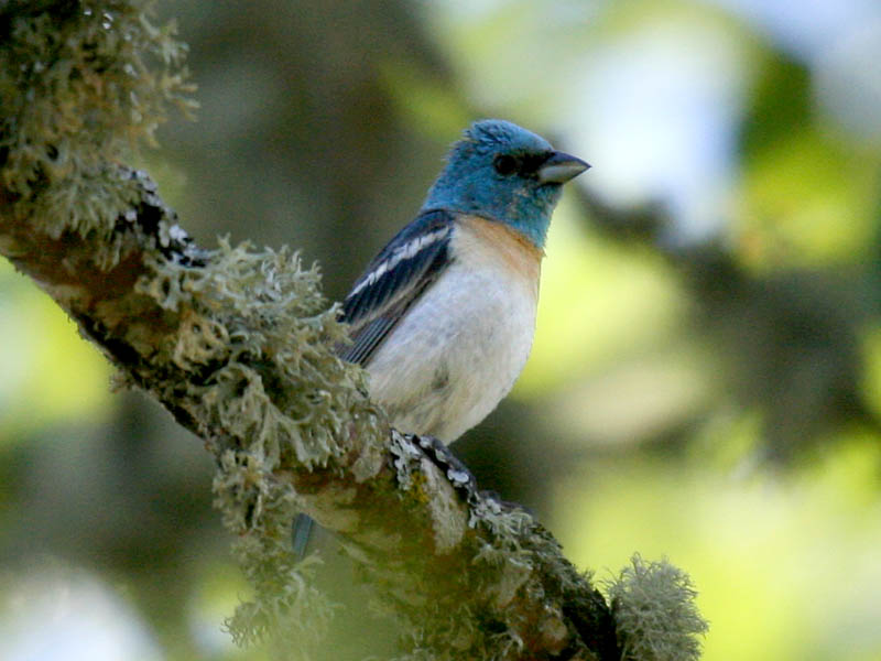 Lazuli Bunting