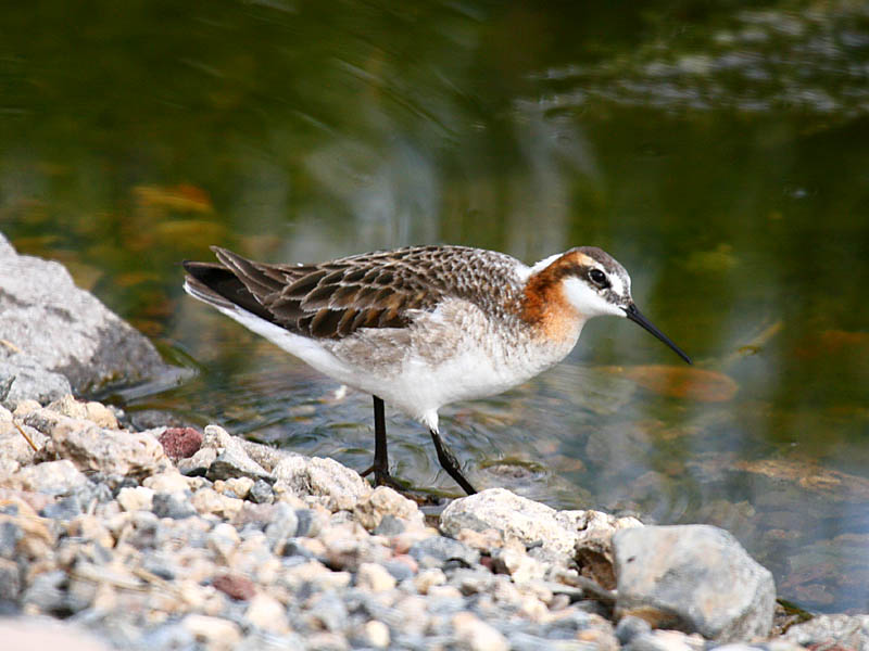 IMG_4238_wilsons_phalarope.jpg