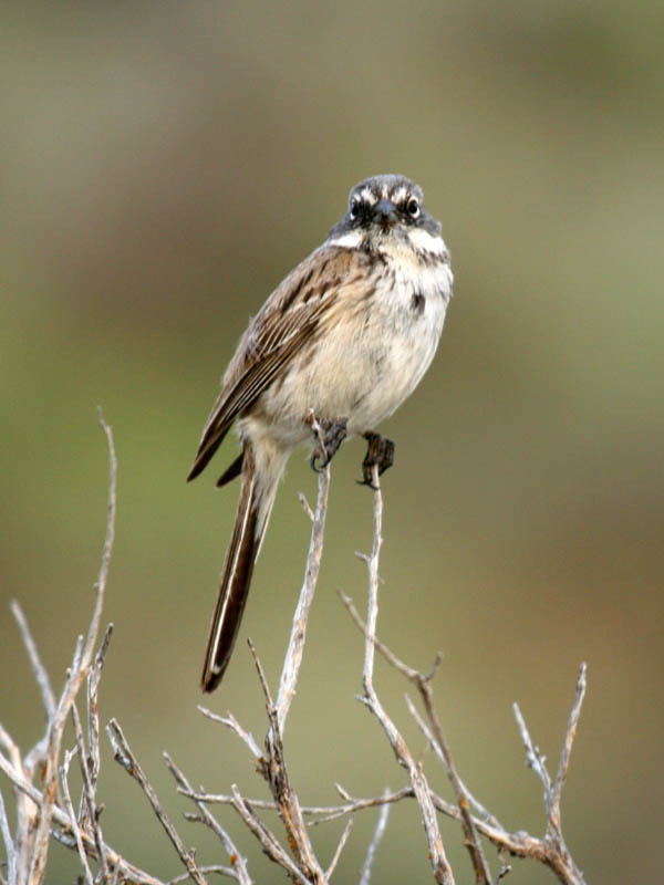 IMG_4605_sage_sparrow.jpg