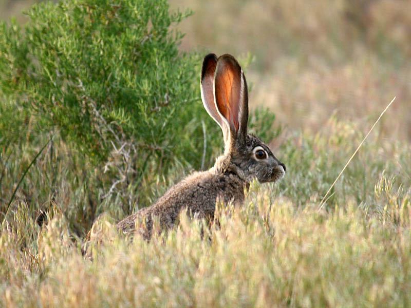 IMG_4611_jackrabbit.jpg