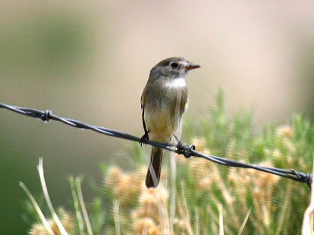 IMG_4648_dusky_flycatcher.jpg