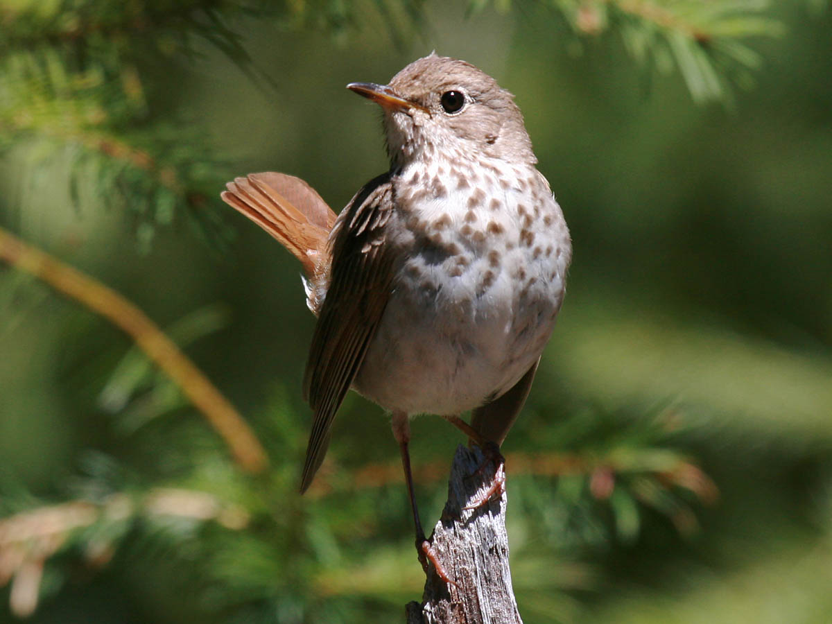 Hermit Thrush