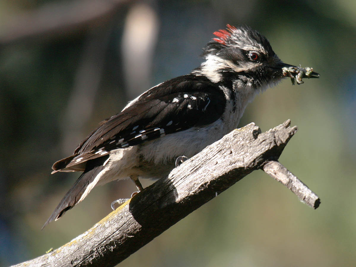 Hairy Woodpecker
