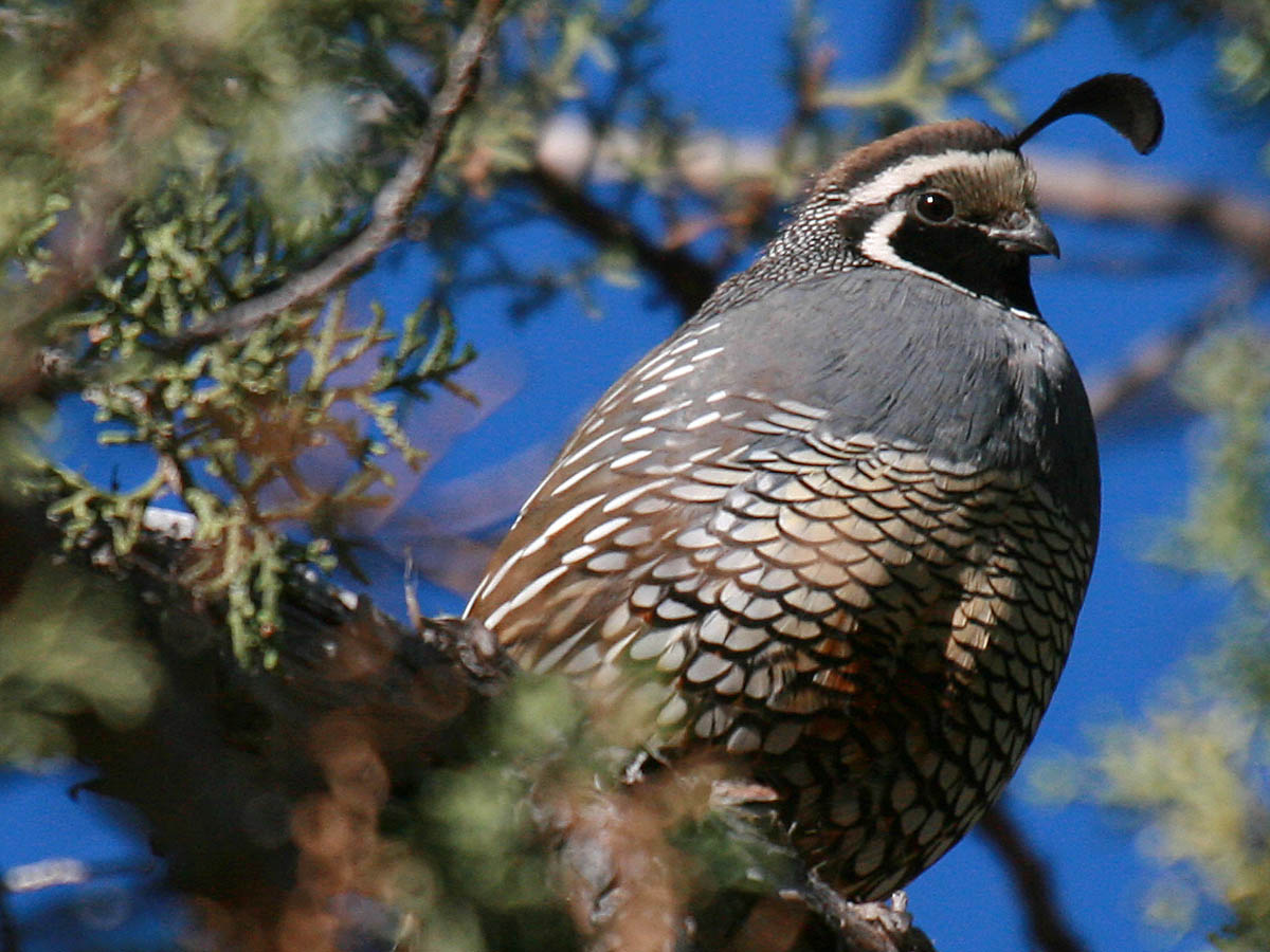 California Quail