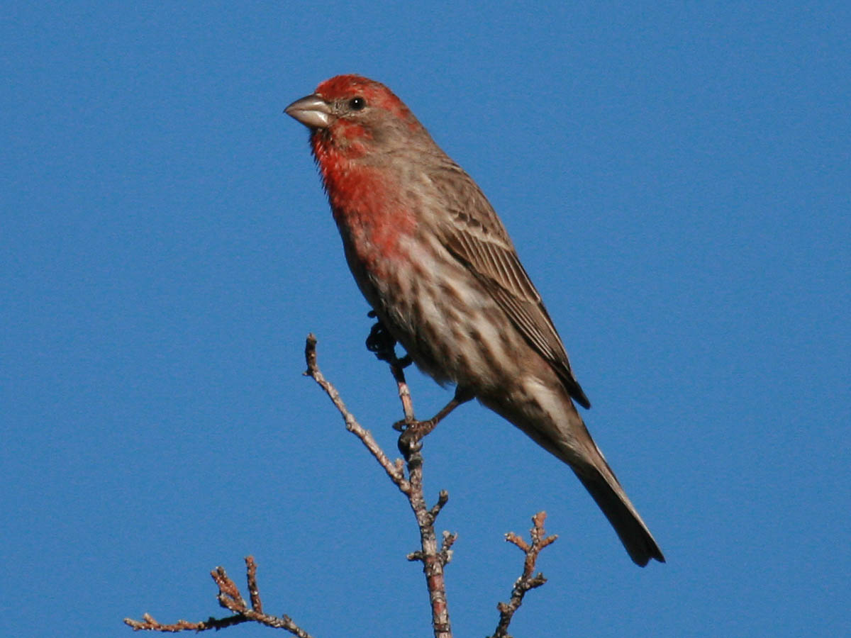 House Finch