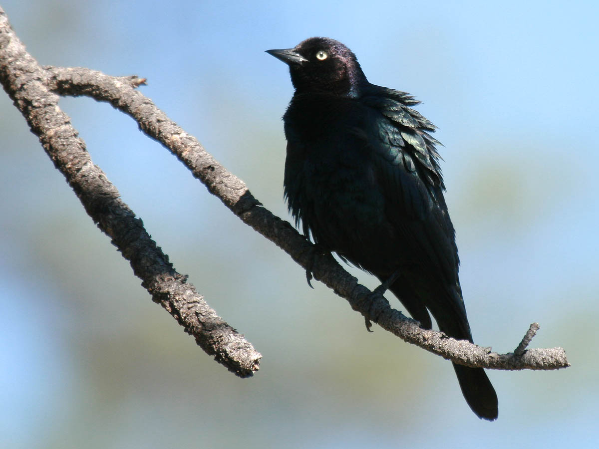 Brewers Blackbird